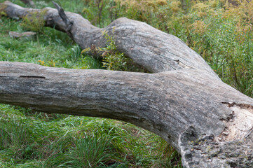 Fototapeta na wymiar stump in the woods
