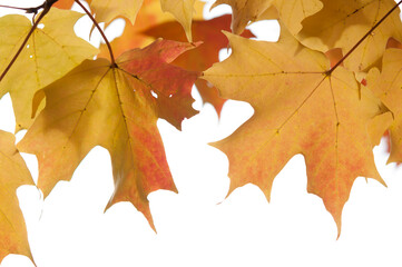 autumn maple leaf