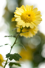 isolated yellow chrysanthemum flowers