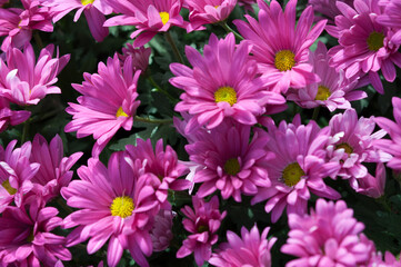 Fototapeta na wymiar field of pink chrysanthemums