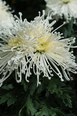 fancy white chrysanthemum flowers