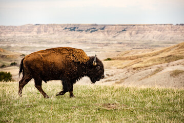 Close up American Bison Buffalo isolated in Badlands National Park at sunset, South Dakota, prairie mammal animals, grazing wildlife, male bull, walking grasslands eating grass, large herbivore