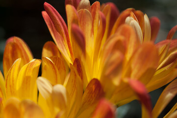 Obraz premium chrysanthemum petals close up