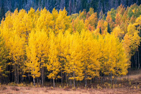 Gold Aspens in a Stand in the Colorado Mountains with Golden Foliage Below