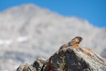 The King of the Marmot Sings Out to Another Miles Away in the High Mountains of Colorado