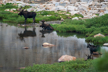 Many Moose Gather Around a Mountain Pond in Colorado to Rest Midday