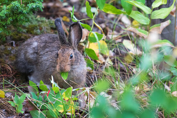 A Snowshoe Hare Eats Fresh Leaves after a Rain Storm in the Colorado Mountains