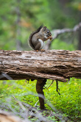 A Squirrel Nibbling on a Pine Cone on a Dead Tree Eyes the Camera