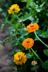 orange flower in the garden