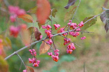 pink fruit (seedheads) of a spindle wood bush in autumn
