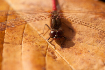 close up of a dragonfly with a red body on a leaf 