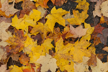 autumn leaves on the ground