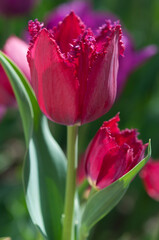 Naklejka premium deep pink red tulips with fringe-edges in the sun