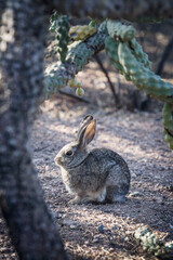 A Desert Cottontail Finds a Safe Place Surrounded by Cactus at the Desert Botancial Gardens in Arizona