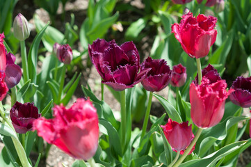 pink and purple tulips with fringe-edged petals in the sun