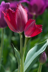 Naklejka premium pink tulips in the garden