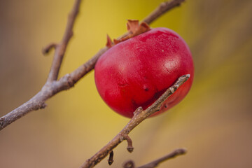 A Red Persimmon Grows on a Tree in November in Eastern New Mexico