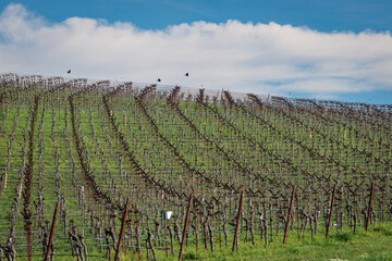 Three Ravens Fly Over a Vineyard in Northern California