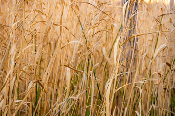 Close Up of Yellow Grasses Growing Thick in Grand Canyon