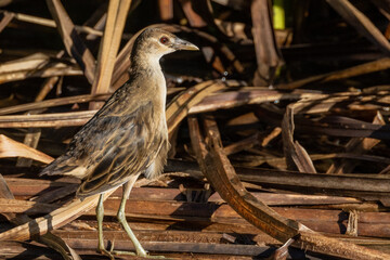 White-browed Crake in Queensland Australia