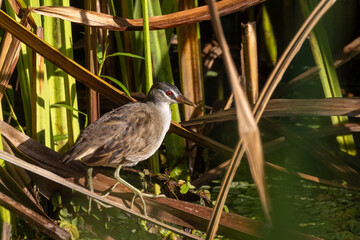 White-browed Crake in Queensland Australia