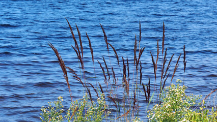 Close-up of the tall spike bentgrass plant growing on the edge of the Ottawa river with the water...