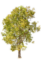 Obraz premium isolated big tree on White Background. tropical trees isolated used for design, advertising and architecture