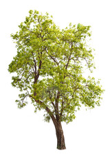 Obraz premium isolated big tree on White Background. tropical trees isolated used for design, advertising and architecture