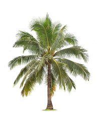 Obraz na płótnie Canvas isolated big coconut tree on White Background.Large coconut trees database Botanical garden organization elements of Asian nature in Thailand, tropical trees isolated used for design, advertising