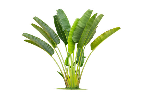 Ravenala madagascariensis isolated on white background. traveler's palm from Madagaskar