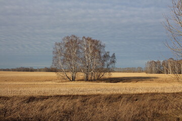 a lonely tree in a field with wheat in autumn Russian landscape