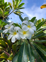 tropical flower plumeria