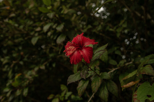 Naturaleza en la selva de Dominicana