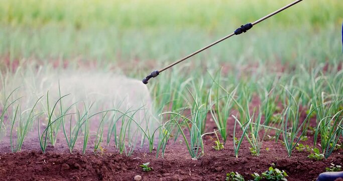 Farmer gardener spraying with organic pesticides onion seedlings. Watering plants in a field