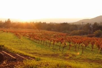 Naklejka premium vineyard in autumn and sunset