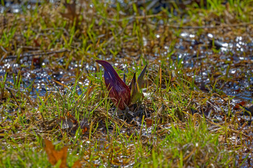 Fototapeta premium Skunk cabbage (Symplocarpus foetidus) is one of the first native plants to grow and bloom in early spring in the Wisconsin.