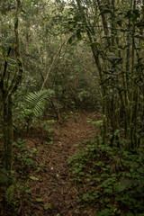 Naturaleza en la selva de Dominicana