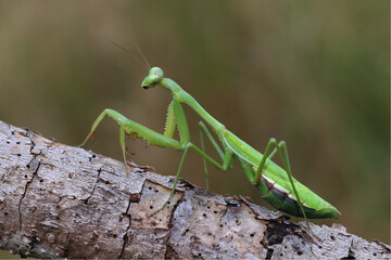 Adult female False Garden Mantis (Pseudomantis albofimbriata)