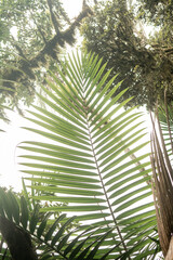 Naturaleza en la selva de Dominicana