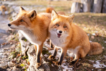 red fox vulpes
