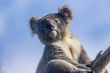 Fototapeta premium Captive Koala perched high in tree (Phascolarctos cinereus)