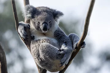 Keuken spatwand met foto Captive Koala perched high in tree (Phascolarctos cinereus) © Ken Griffiths