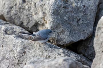 The blue-gray gnatcatcher or blue-grey gnatcatcher (Polioptila caerulea)on the coast of lake Michigan. Small bird native to North America