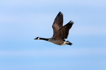 Obraz premium Canada goose (Branta canadensis) in flight. Natural scene from Wisconsin.