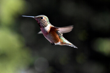 female hummingbird in flight