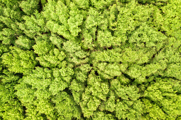 Top down aerial view of green summer forest with canopies of many fresh trees