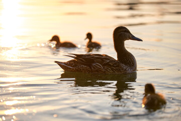 Wild duck family of mother bird and her chicks swimming on lake water at bright sunset. Birdwatching concept