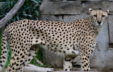 cheetah in the grass