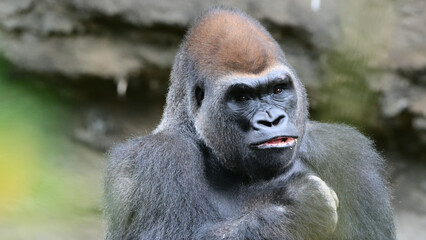An inquisitive gorilla