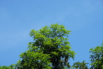 Tree tops and clear sky